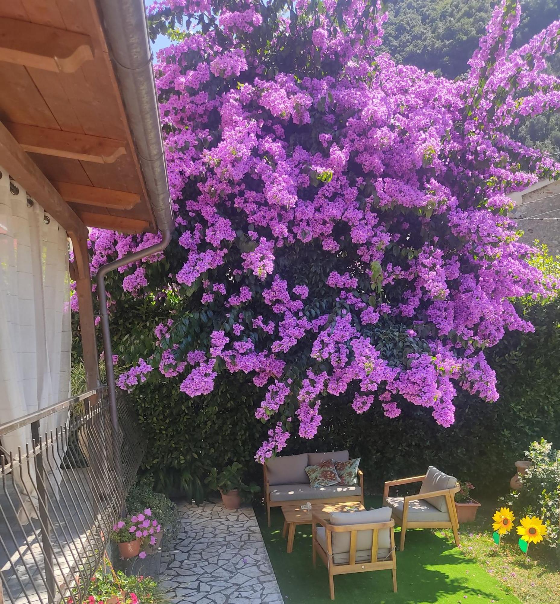 La Bouganville E Il Gelsomino Pietrasanta Exteriör bild
